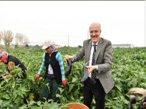 Baskan Tarlada Patlican Topladı