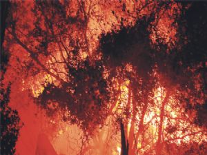 Marmaris'de Yangın Paniği